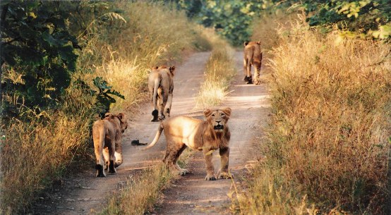 Best Time to Visit Gir Forest National Park and Wildlife Sanctuary in Junagadh Gujarat