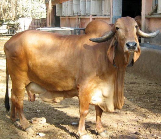 Gir Cow Milk in Rajkot – All Time Best Cow Milk Supplier in Rajkot Gujarat
