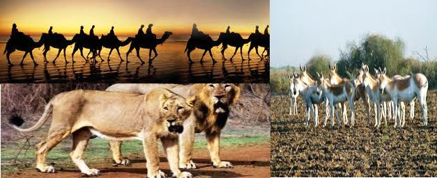 Famous Kutch Desert Wildlife Sanctuary in Gujarat 
